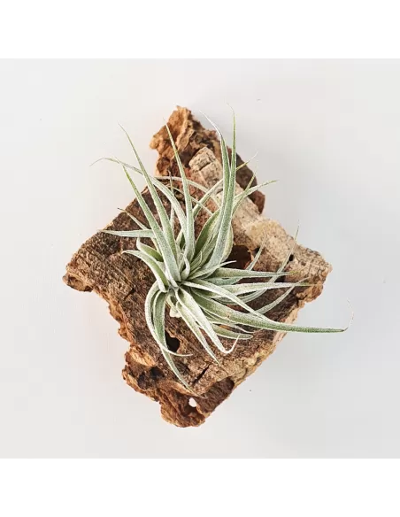 Tillandsia sucrei