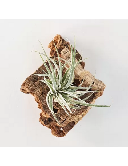 Tillandsia sucrei