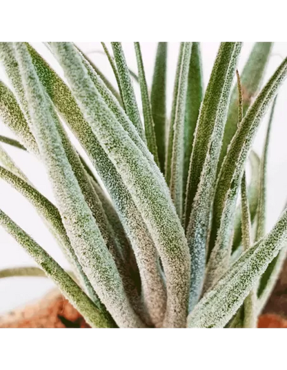 Tillandsia sucrei