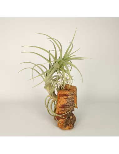 Tillandsia Sweet Isabel