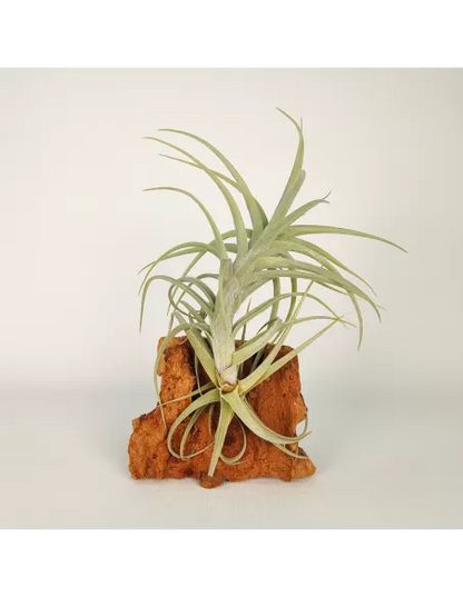 Tillandsia Sweet Isabel