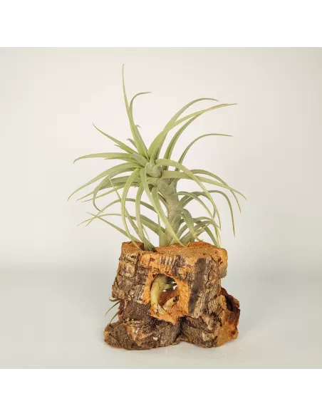 Tillandsia Sweet Isabel