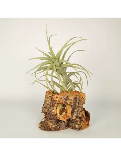 Tillandsia Sweet Isabel