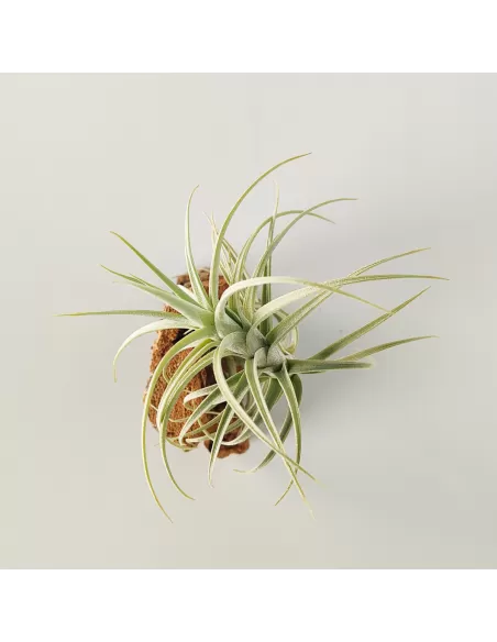 Tillandsia Sweet Isabel