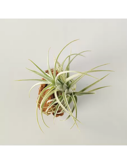 Tillandsia Sweet Isabel