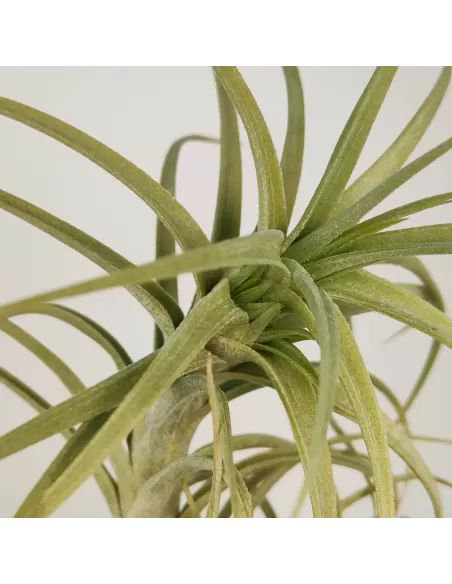 Tillandsia Sweet Isabel