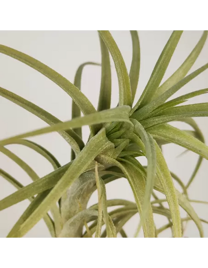 Tillandsia Sweet Isabel