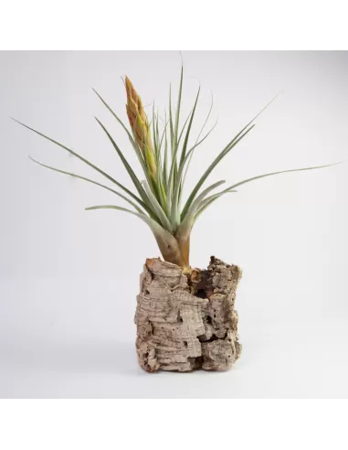 Tillandsia Tacpanensis