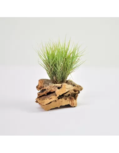 Tillandsia Tenuifolia Minima Pulk