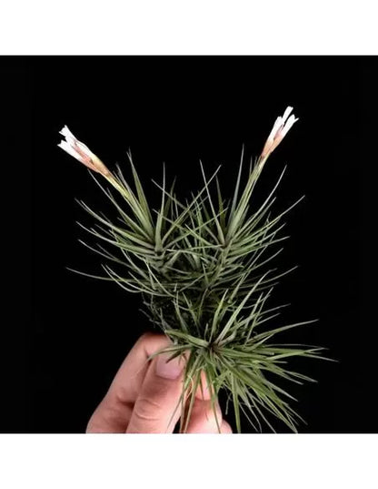 Tillandsia Tenuifolia Minima Pulk