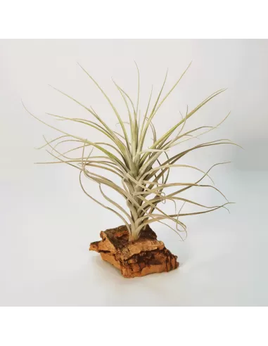 Tillandsia Tectorum Filifoliata Perú