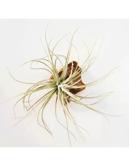 Tillandsia Tectorum Filifoliata Perú