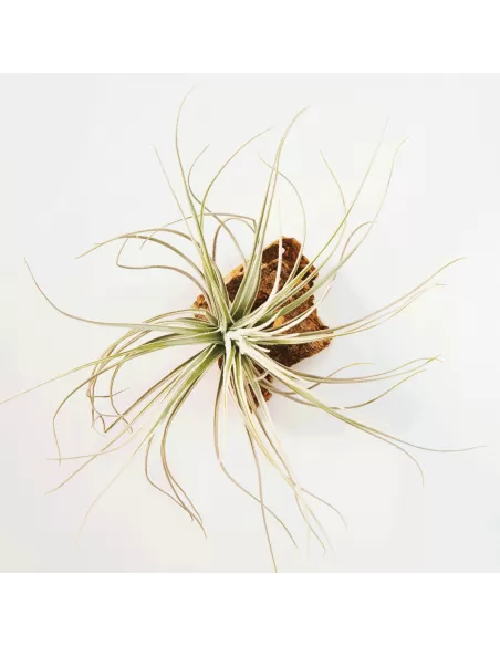 Tillandsia Tectorum Filifoliata Perú