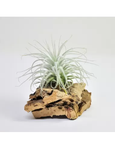 Tillandsia Tectorum