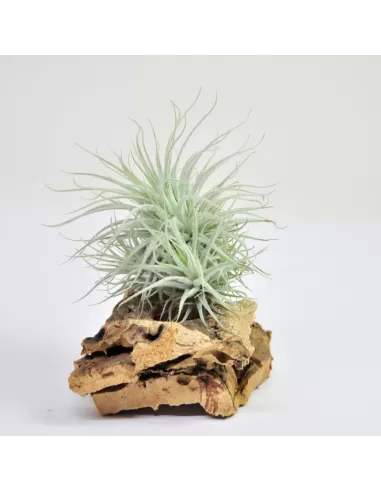 Tillandsia Tectorun Fuzzy Clump