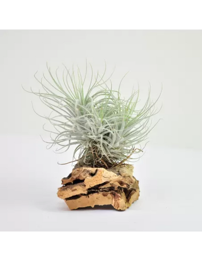 Tillandsia Tectorun Fuzzy Clump