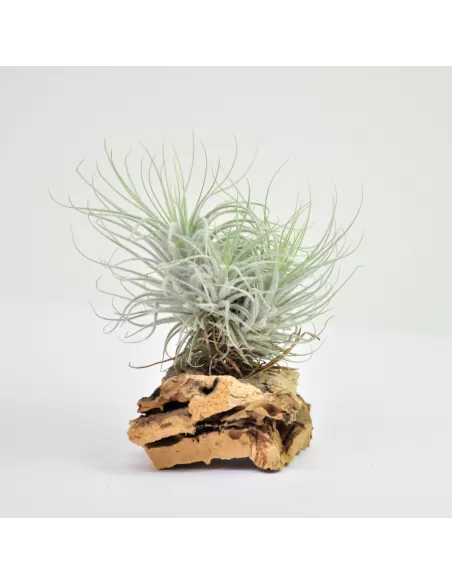 Tillandsia Tectorun Fuzzy Clump