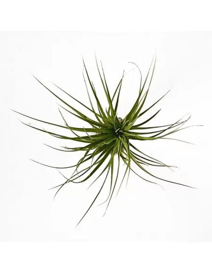 Tillandsia Tenuifolia C.V. Emerald Forest Green Leaves