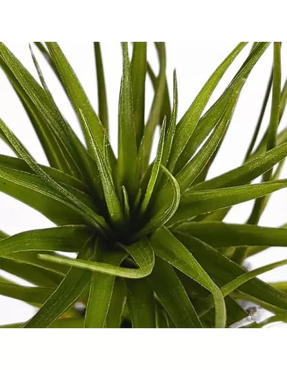 Tillandsia Tenuifolia C.V. Emerald Forest Green Leaves