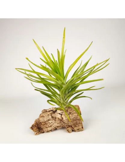 Tillandsia Tenuifolia Emerald Forest