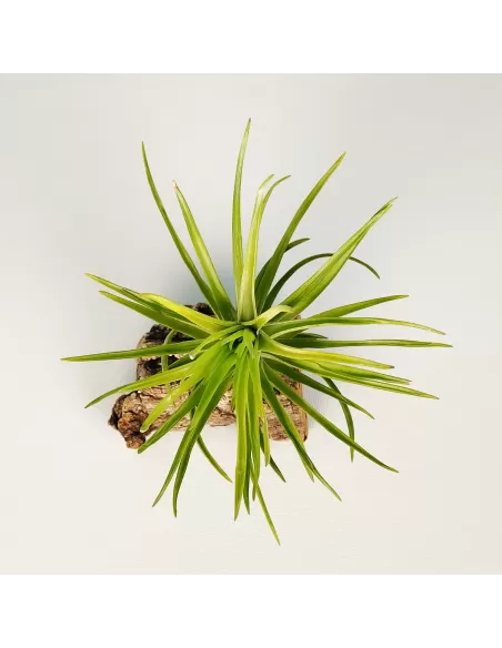 Tillandsia Tenuifolia Emerald Forest