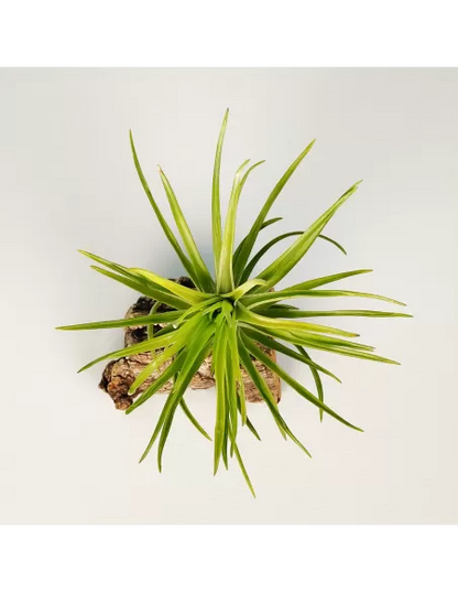 Tillandsia Tenuifolia Emerald Forest
