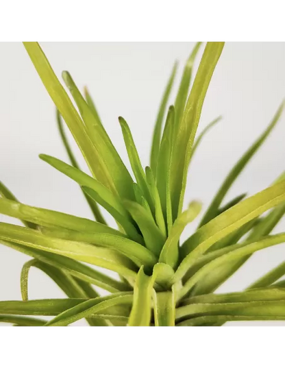 Tillandsia Tenuifolia Emerald Forest