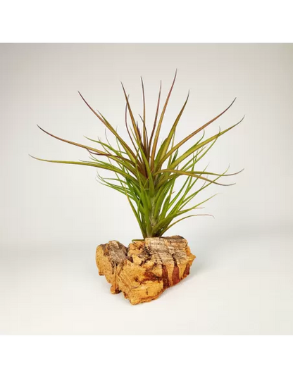 Tillandsia Tenuifolia Rubra
