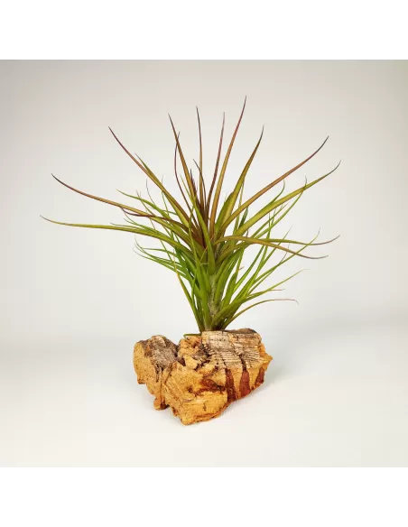 Tillandsia Tenuifolia Rubra