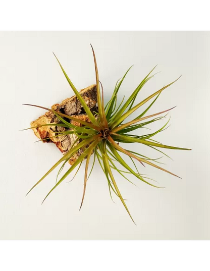 Tillandsia Tenuifolia Rubra
