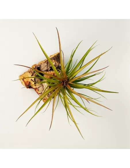 Tillandsia Tenuifolia Rubra