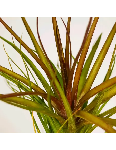 Tillandsia Tenuifolia Rubra