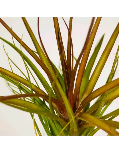 Tillandsia Tenuifolia Rubra