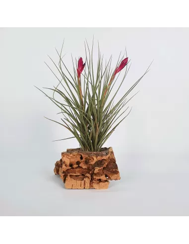 Tillandsia Tenuifolia Twin