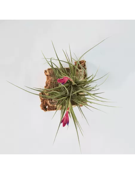 Tillandsia Tenuifolia Twin