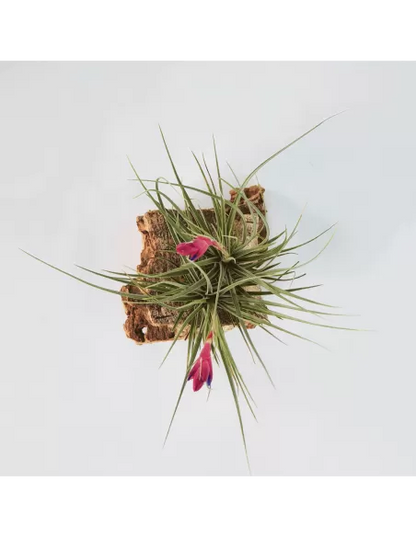 Tillandsia Tenuifolia Twin