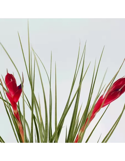Tillandsia Tenuifolia Twin