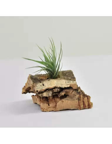 Tillandsia Tenuifolia Vaginata x Tenuifolia Amethyst