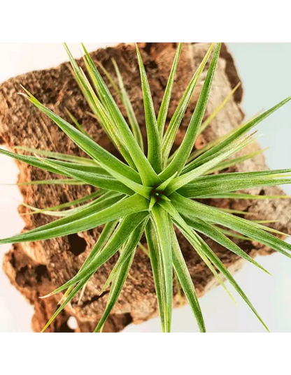 Tillandsia tenuifolia Vaginata