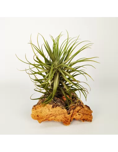 Tillandsia Tenuifolia Variedad Saxicola
