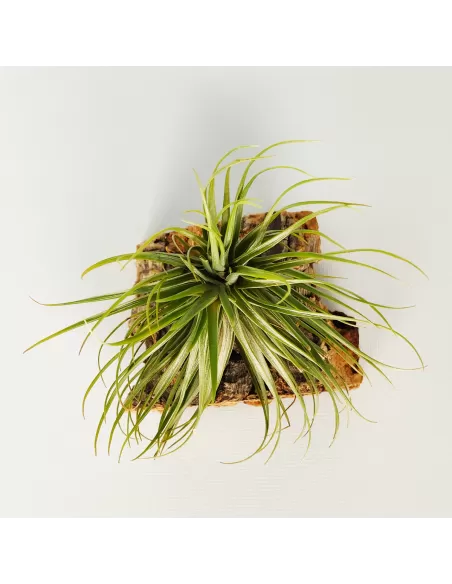 Tillandsia Tenuifolia Variedad Saxicola