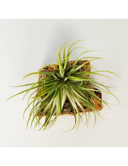 Tillandsia Tenuifolia Variedad Saxicola