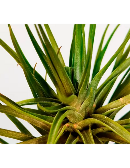 Tillandsia Tenuifolia Variedad Saxicola