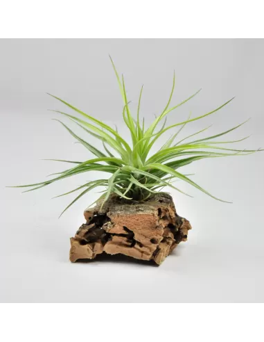 Tillandsia Tenuifolia x Stricta Hart