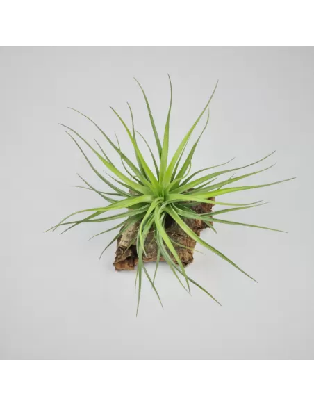 Tillandsia Tenuifolia x Stricta Hart