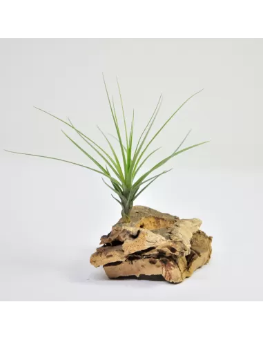 Tillandsia tenuifolia