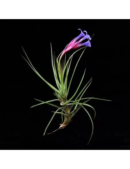 Tillandsia Tenuifolia