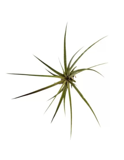 Tillandsia Timm Outbrust