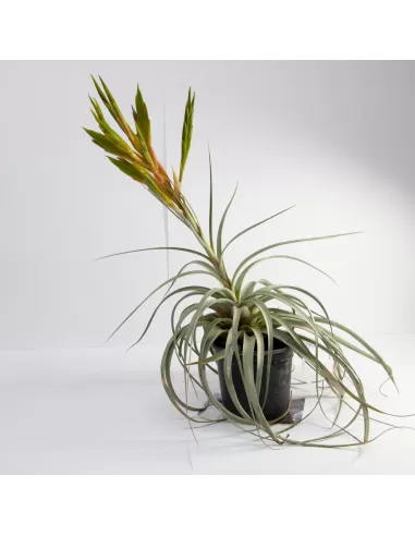 Tillandsia Tomaselli XL