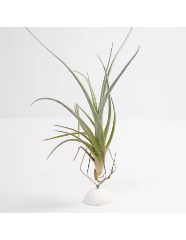 Tillandsia Toropiensis